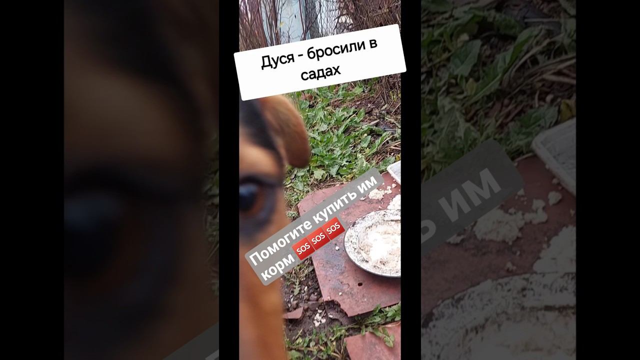 Помогите купить корм собакам ️️️ #бездомныеживотные #животные #помощьбездомным