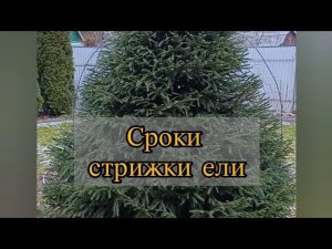 Сроки стрижки ели. Видео от 19 декабря 2025 года.