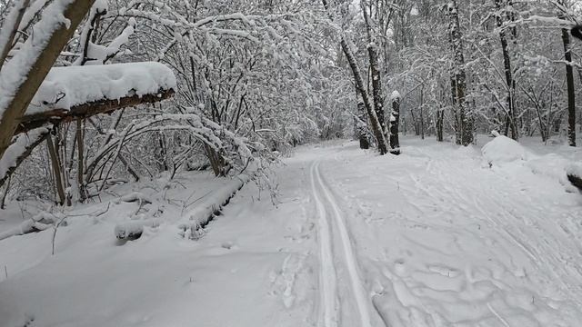 Лыжи под Новый год.