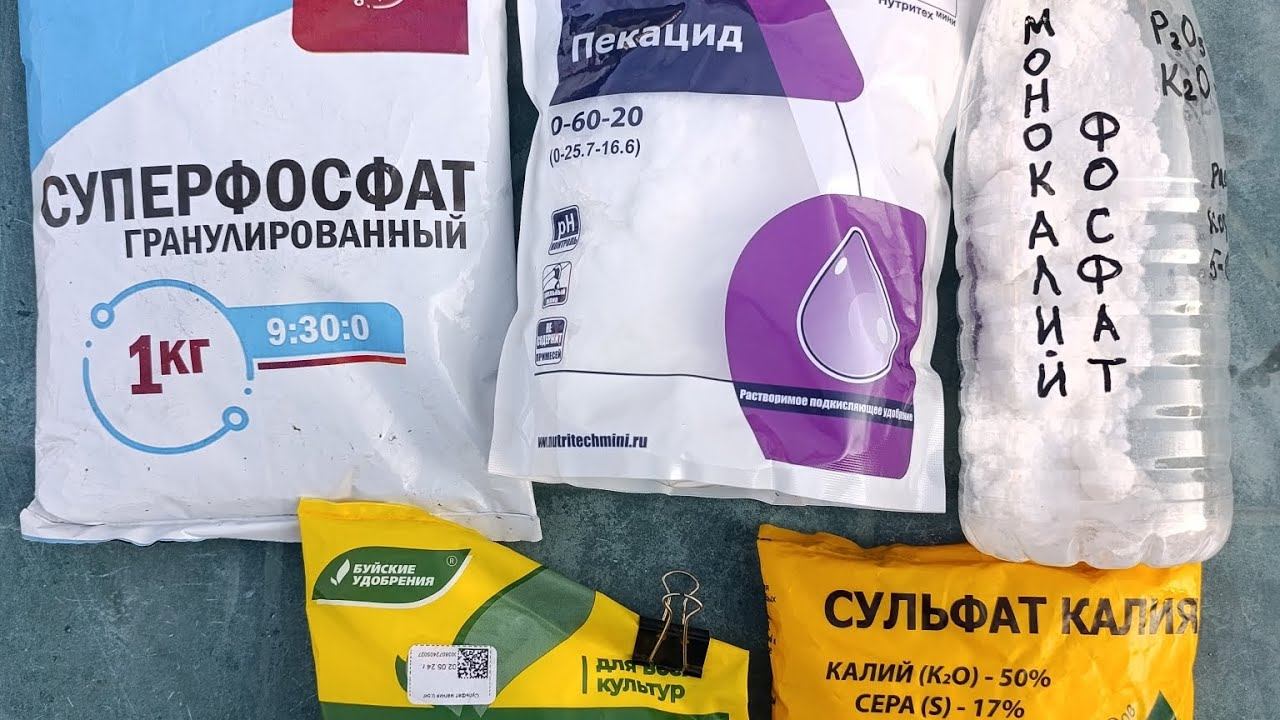 Готовим гортензии и другие растения к зиме.