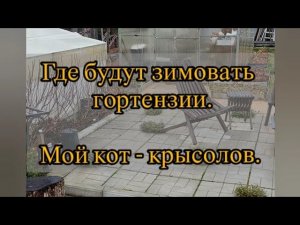 Где будут зимовать саженцы гортензий. Мой кот Семён - крысолов. Видео от 4 декабря 2025 года.