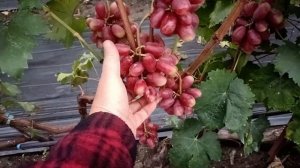 Виноград Мансур2 (Калугин В. М.) Виноградник Король В. Н.