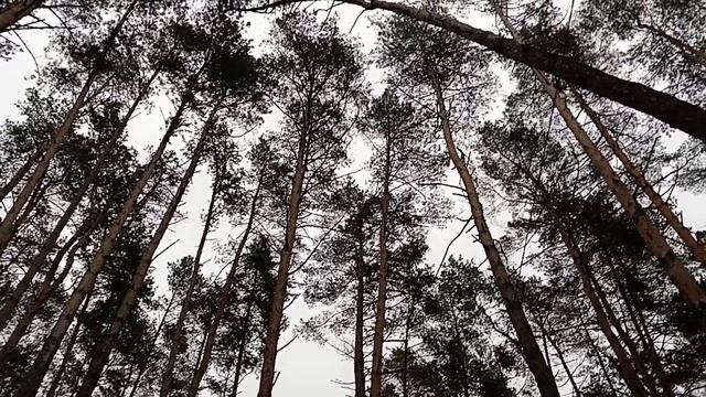 #красота леса смотреть онлайн