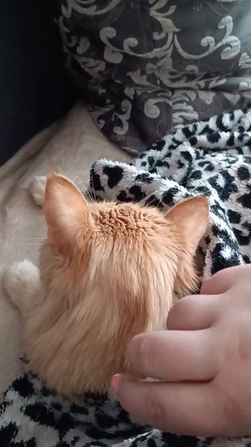 #music🎼 #sonya 😻#relax 🎄🎀🎄