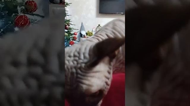 Стрим 25 (НОВОГОДНИЙ СТРИМ!) смотреть онлайн