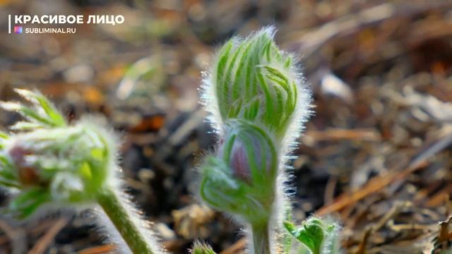 КРАСИВОЕ ЛИЦО* Омоложение Кожи Лица Фейслифтинг*Скрытые Аффирмации*Саблиминал смотреть онлайн