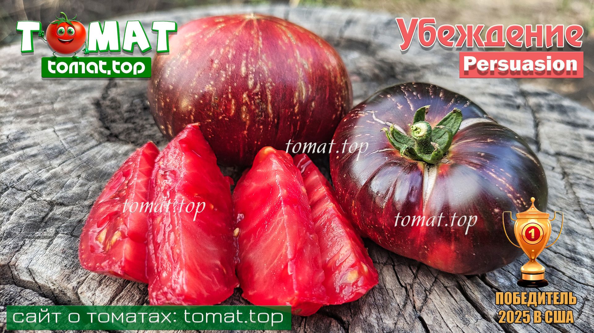 Томат «Убеждение» («Persuasion») победитель 2025 года на мероприятии «Томатомания 2025» смотреть онлайн