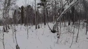 Охота с Михалычем, добыли сибирскую косулю.