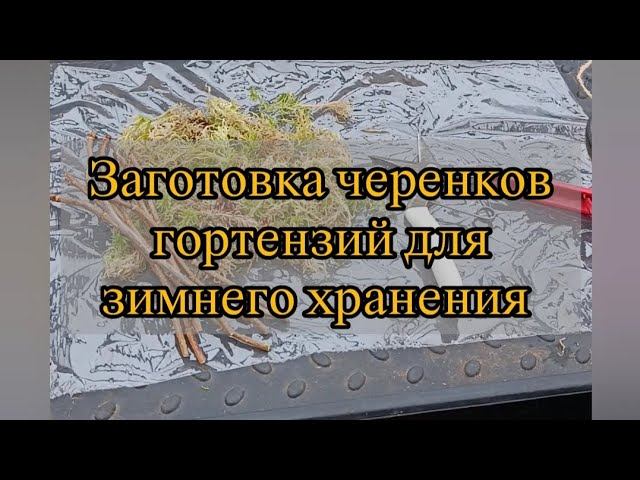 Черенкование гортензий одревесневшим черенком, продолжаю эксперименты. Видео от 6 декабря 2025 г.