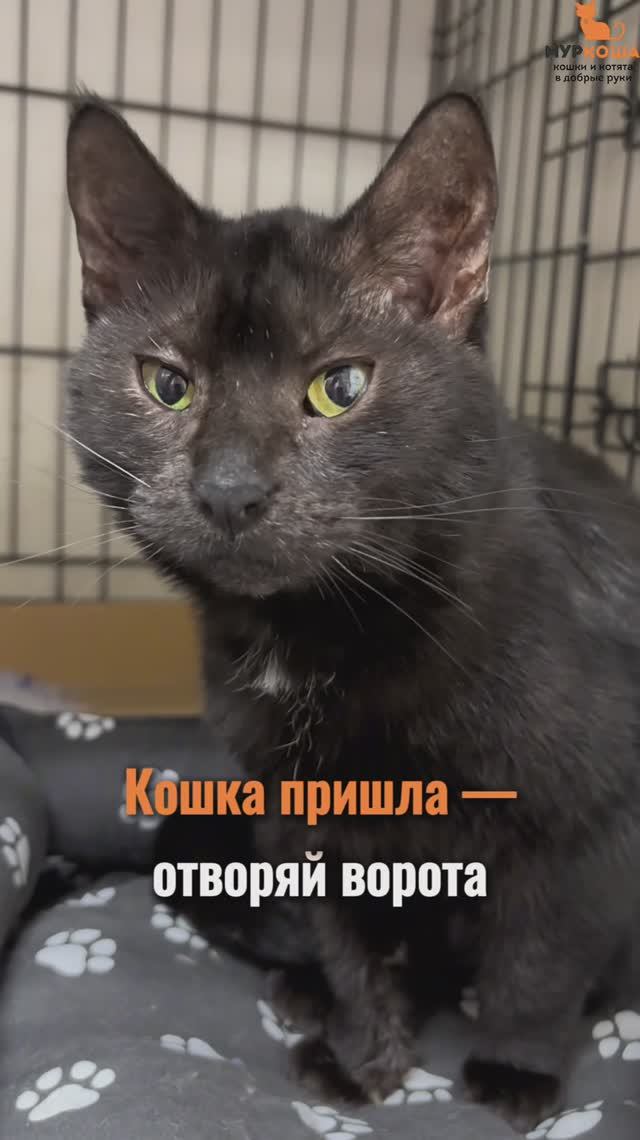 Маттиола ждёт вас в приюте #Муркоша смотреть онлайн