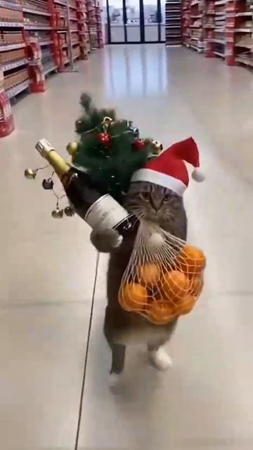 1000036012.mp4 смотреть онлайн