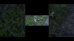 Утро доброе Друзья