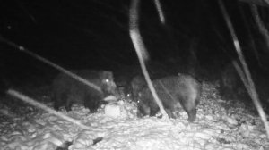 Снег Пришёл, Кабаны Пришли — С Наступающим Новым Годом!