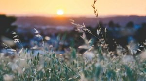 Сура 23 "Аль-Му'минун" (Верующие) красивое чтение Корана