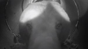 Медведь Мансур проверяет новую бетонную берлогу в 2020 году 🐻👀