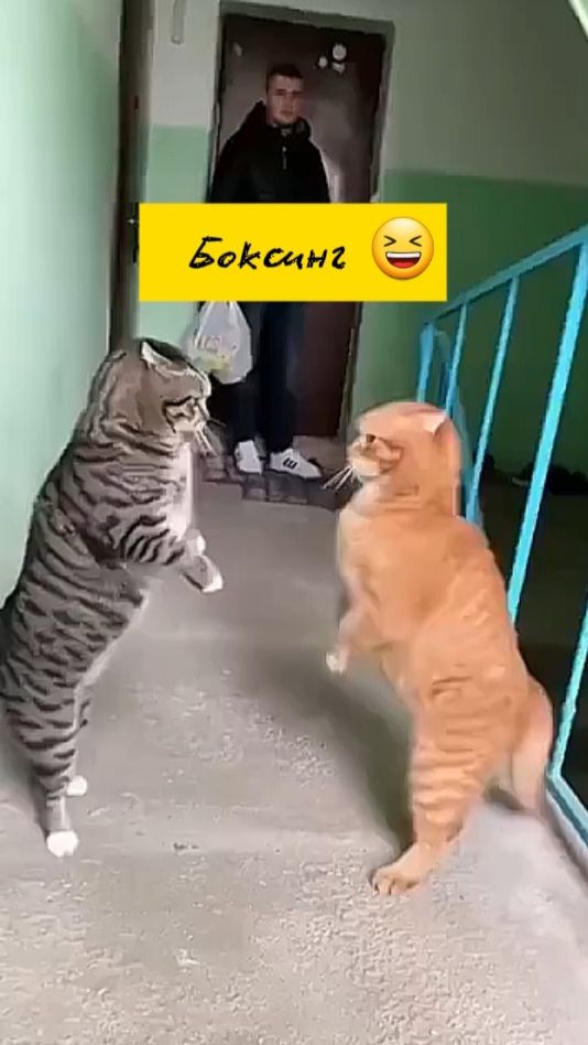 Разборки котов! Забавные животные. Приколы с котами.