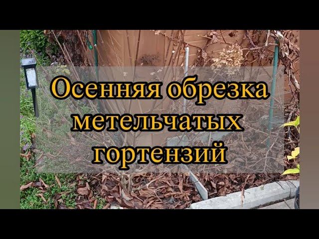 Осенняя обрезка метельчатых гортензий.