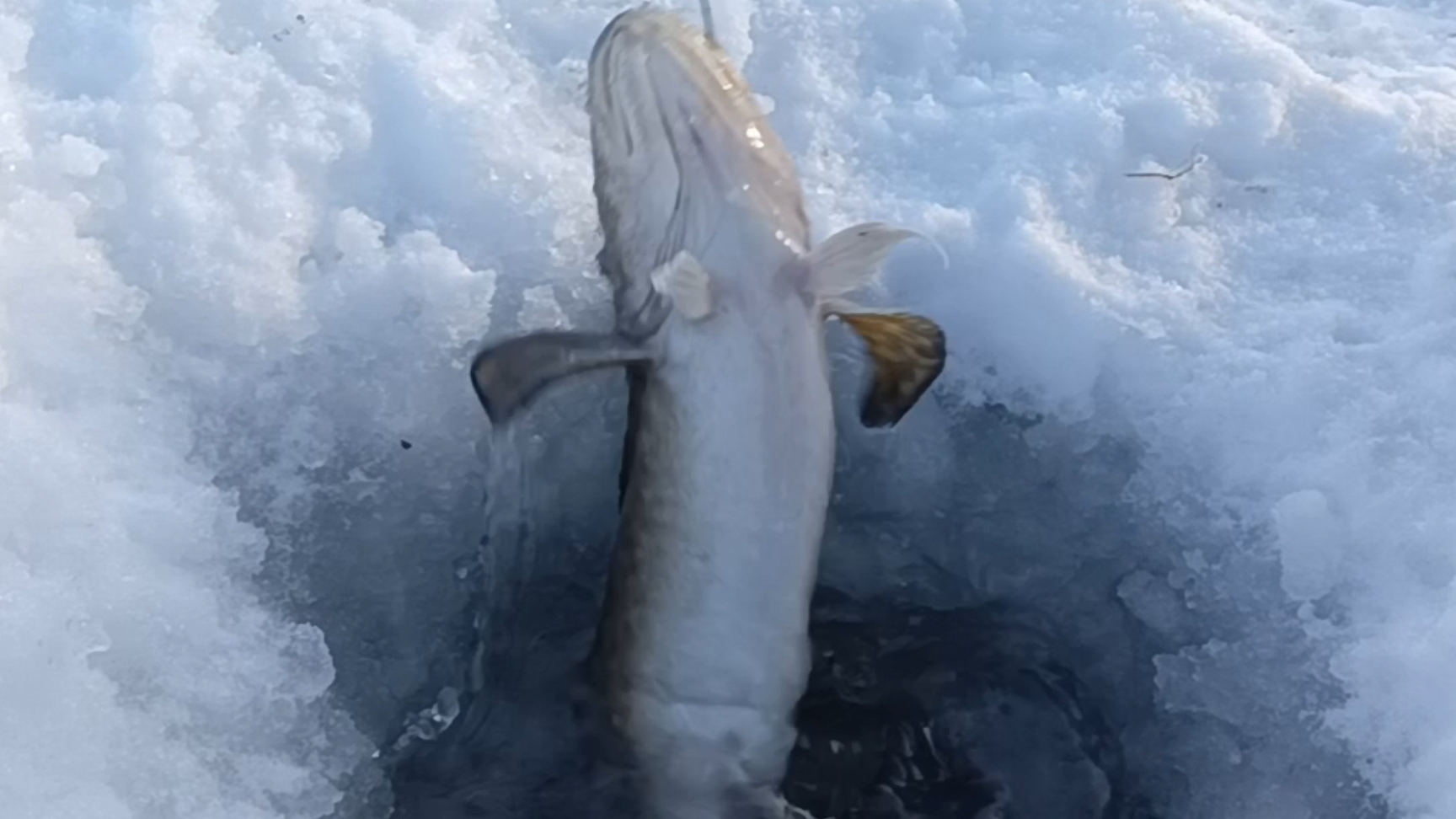 Проверка тычек на налима.31.12.25г. смотреть онлайн