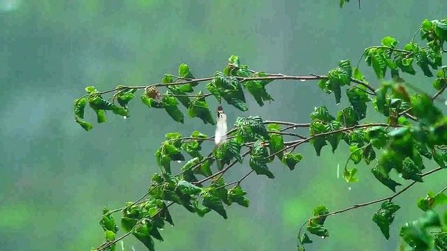 Диана Аннкудинова - "Нарисовать мечту" (2018, композит AI) смотреть онлайн