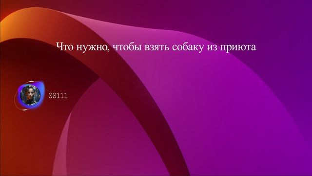 Что нужно, чтобы взять собаку из приюта смотреть онлайн