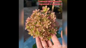 Мечта Лесково окрашивает свои соцветия.