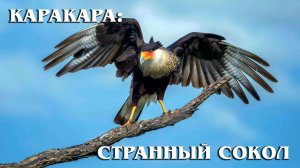 Каракара: Сокол-Падальщик | Интересные факты про соколов