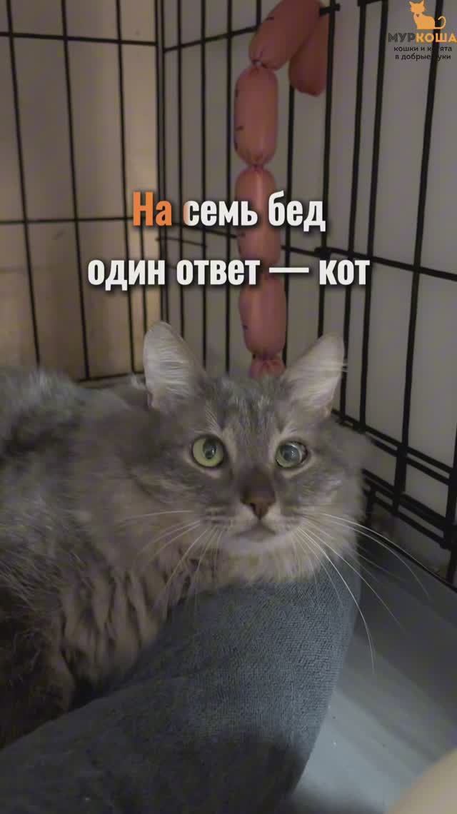 Пельменька ждёт вас в приюте #Муркоша смотреть онлайн