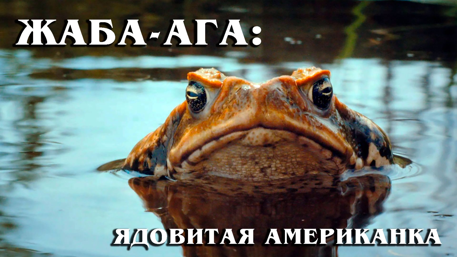 Жаба-Ага: Тростниковая Жаба | Интересные факты про земноводных смотреть онлайн