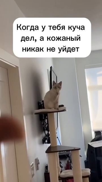 Пока-пока смотреть онлайн