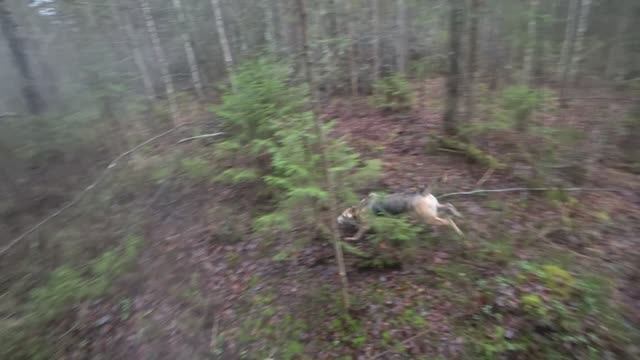 РГ Побудка (Стрелка) (3 года 7 месяцев) ВПКОС 7132/24. Охота на зайца беляка. Стрелка радует