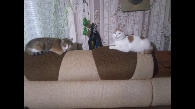 Лакомство с форелью и прошедший 2025 год смотреть онлайн