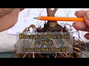 Посадка саженцев гортензий с ОКС (с голым корнем).