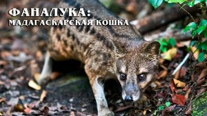 Фаналука: Редкая Мадагаскарская Виверра | Интересные факты про животных Мадагаскара