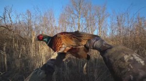 ОХОТА С АНГЛИЙСКИМИ СПРИНГЕР СПАНИЕЛЯМИ- ВЕСЬ СЕЗОН 2025г