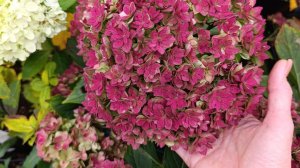 You and Me Together - обзор крупнолистной гортензии осенью.