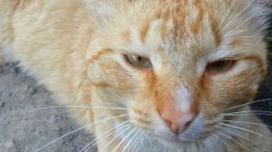 Кот загадка