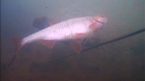 РЫБА ГИБНЕТ В СЕТЯХ. ЗАКРЫТИЕ СЕЗОНА РЫБАЛОК 2025.