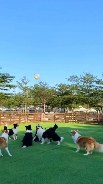 Детский садик для собак.