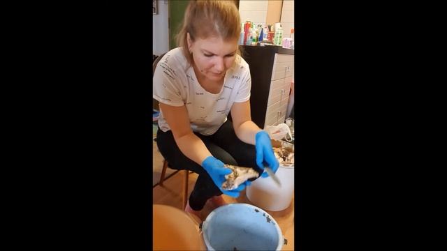 Как почистить лесные грибы (белые и грузди) смотреть онлайн