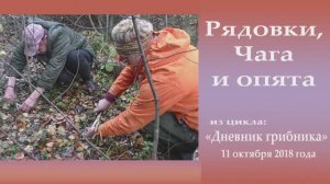 Рядовки, Чага и опята. Дневник грибника 11 октября 2018 года.