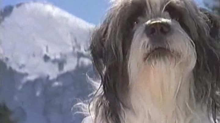 Рождество с Вилли Гавом 3 (1997) / Weihnachten mit Willy Wuff III