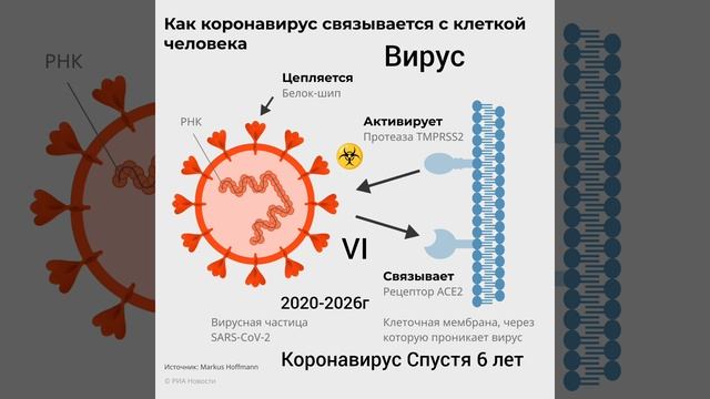 Коронавирус Спустя 6 лет