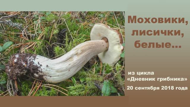 Моховики, лисички, белые... Дневник грибника 20 сентября 2018 года смотреть онлайн