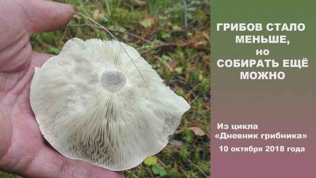 Грибов стало меньше, но собирать ещё можно. Дневник грибника 10 октября 2018 года. смотреть онлайн