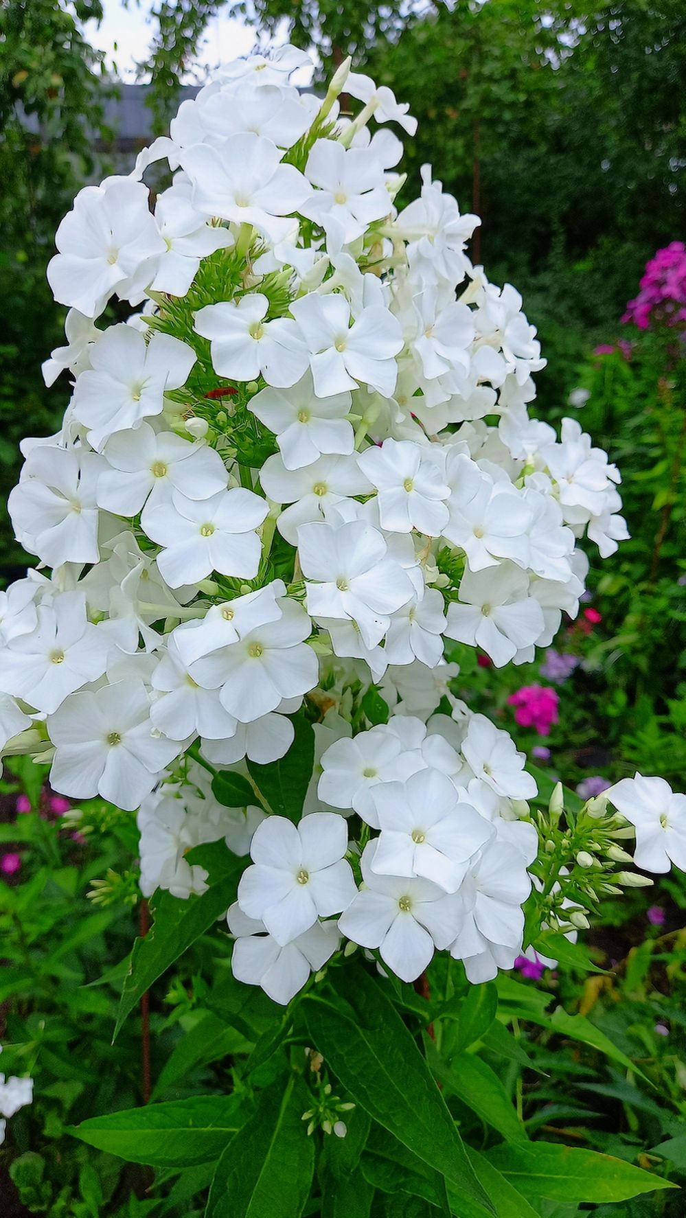 ЛУЧШИЙ ЦВЕТОК. ФЛОКСЫ В САДУ