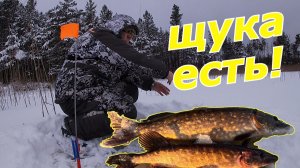 Щука на жерлицы! Круто открыли сезон!