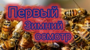 Первый зимний осмотр пчёл 🐝