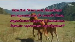 3 Песня песней третья глава