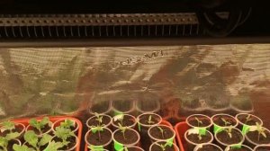 Еще раз о подсветке рассады. Подстраиваюсь под разные светильники.