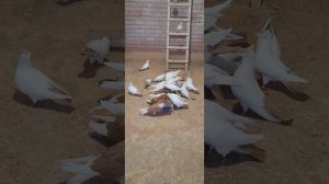 Московский монах